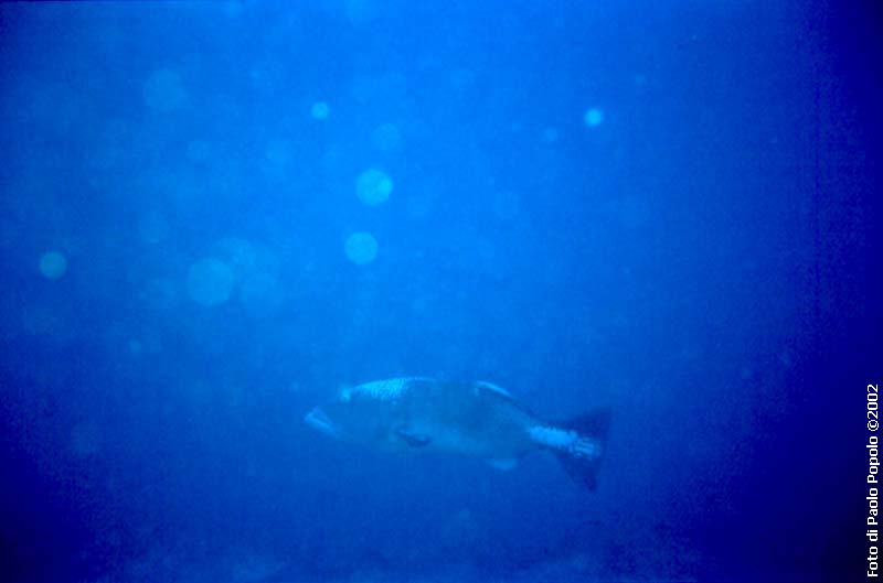 Maldive2002_035.jpg