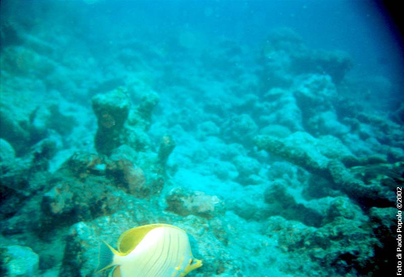 Maldive2002_046.jpg