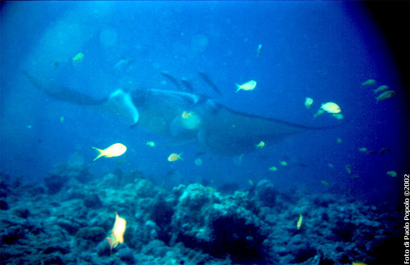 Maldive2002_058.jpg