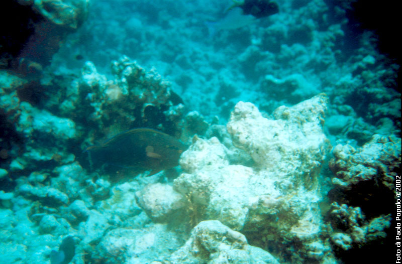 Maldive2002_087.jpg