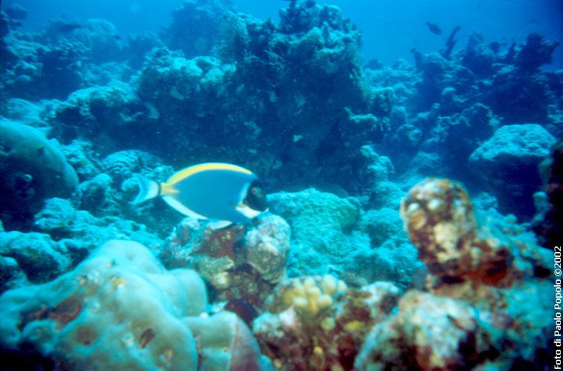 Maldive2002_089.jpg