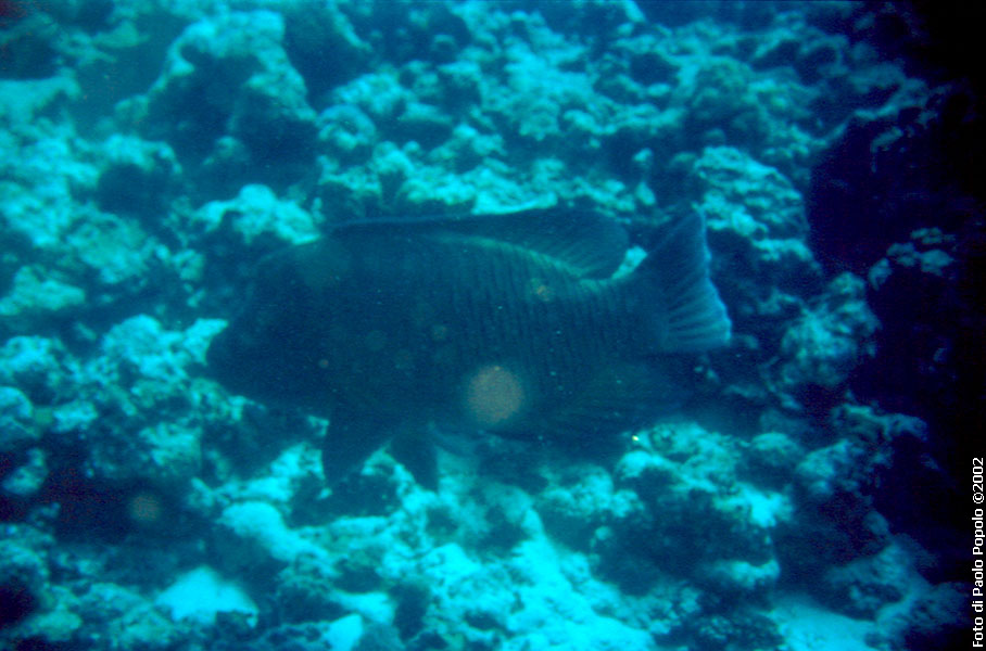 Maldive2002_103.jpg
