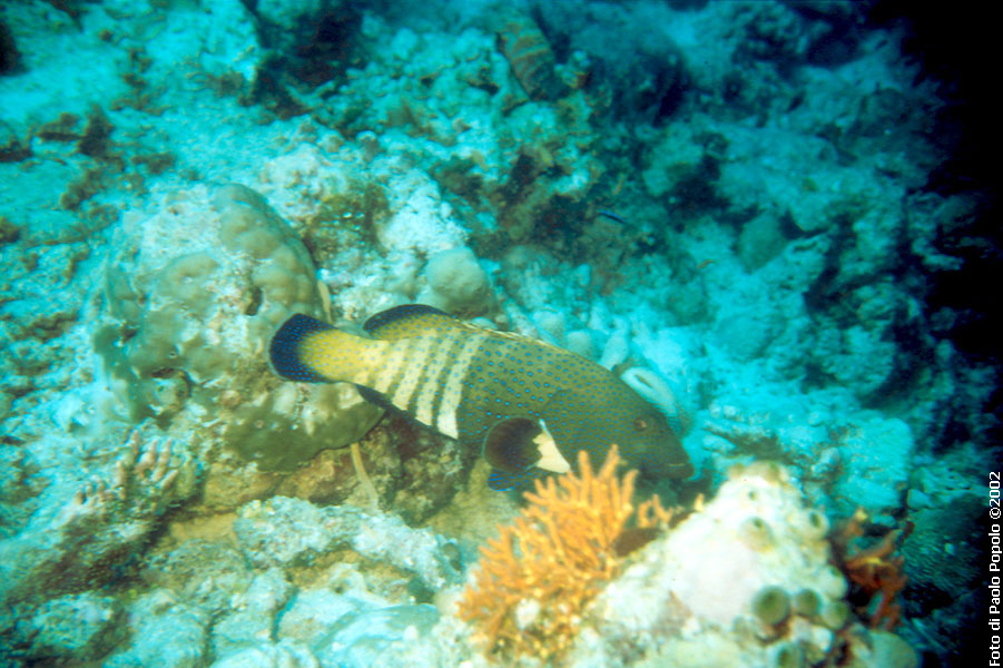 Maldive2002_104.jpg