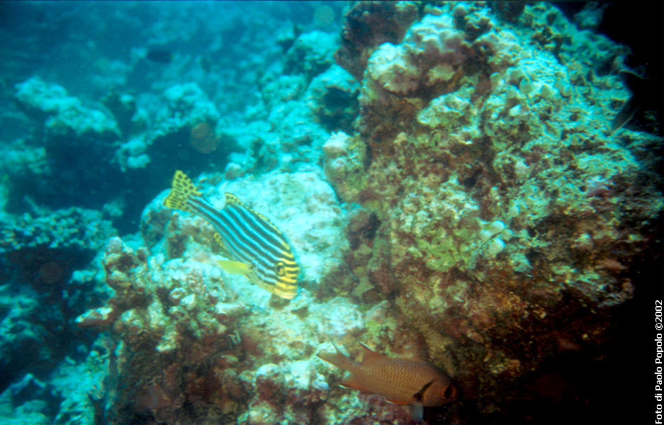 Maldive2002_106.jpg