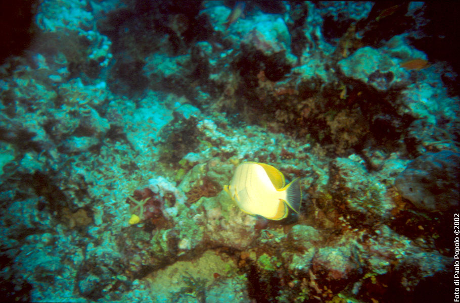 Maldive2002_110.jpg