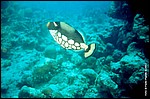 Maldive2002_027.jpg