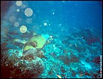 Maldive2002_037.jpg