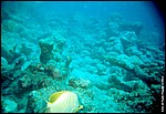 Maldive2002_046.jpg