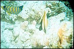 Maldive2002_082.jpg