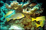 Maldive2002_084.jpg