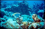 Maldive2002_089.jpg