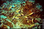 Maldive2002_093.jpg
