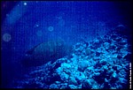 Maldive2002_102.jpg