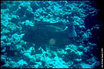 Maldive2002_103.jpg
