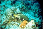 Maldive2002_104.jpg
