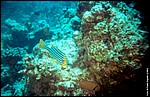 Maldive2002_106.jpg