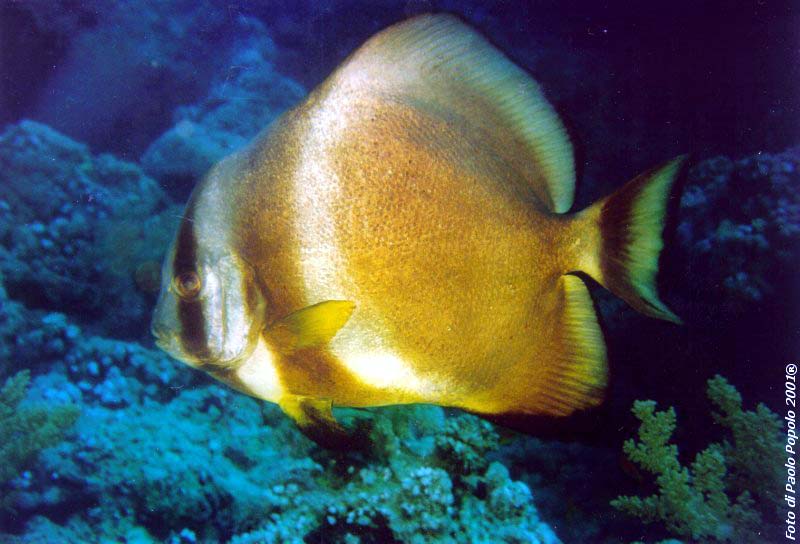 ras mohammed_SR_01.jpg