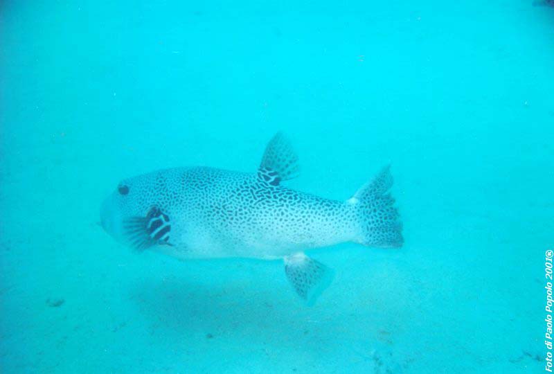 ras mohammed_SR_02.jpg