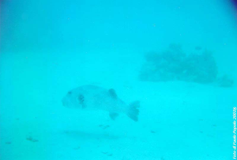 ras mohammed_SR_03.jpg