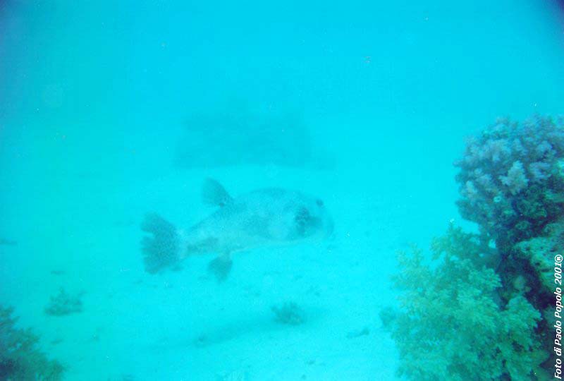 ras mohammed_SR_04.jpg