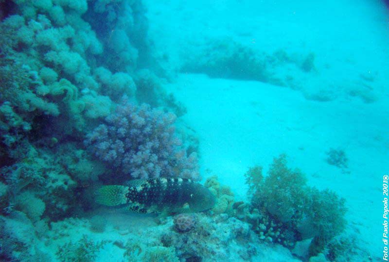 ras mohammed_SR_05.jpg