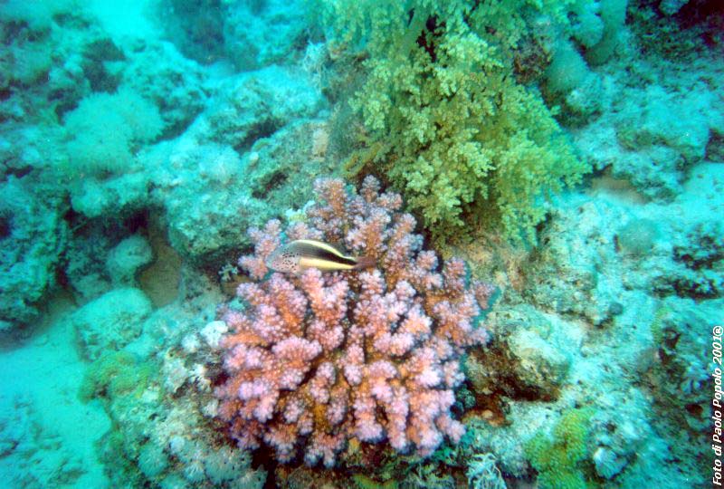 ras mohammed_SR_06.jpg