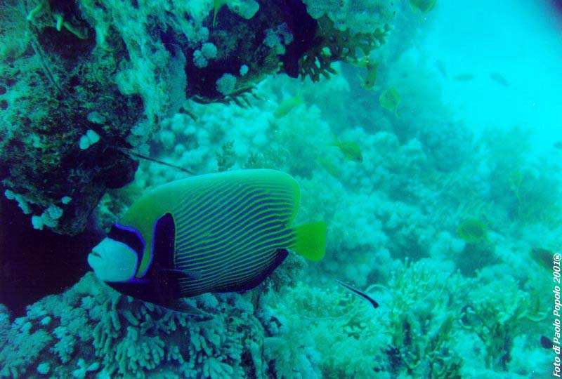 ras mohammed_SR_07.jpg