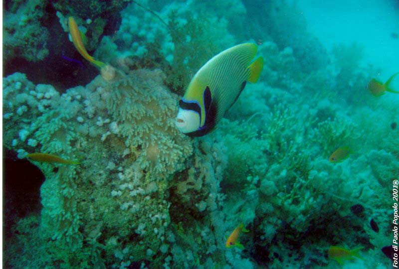 ras mohammed_SR_08.jpg