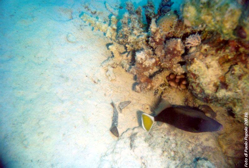 ras mohammed_SR_10.jpg