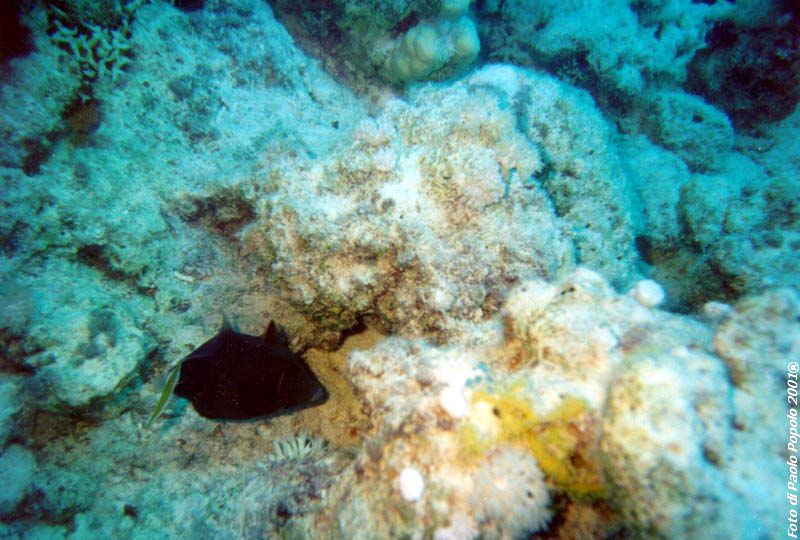 ras mohammed_SR_11.jpg