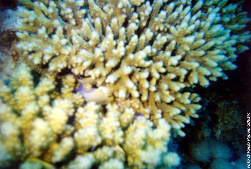 ras mohammed_SR_12.jpg