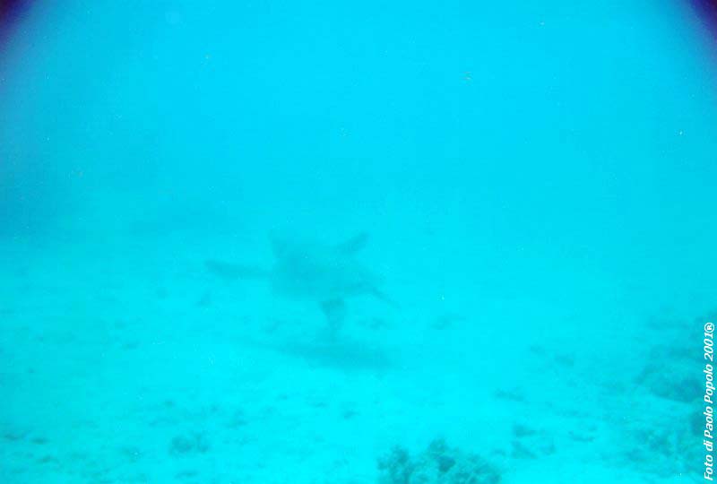 ras mohammed_SR_13.jpg