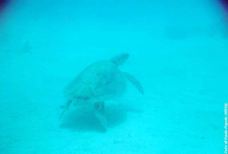 ras mohammed_SR_14.jpg