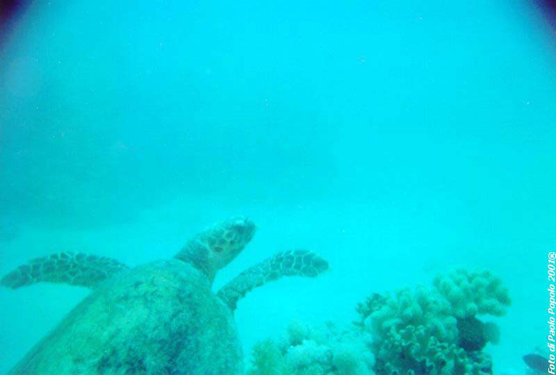 ras mohammed_SR_15.jpg