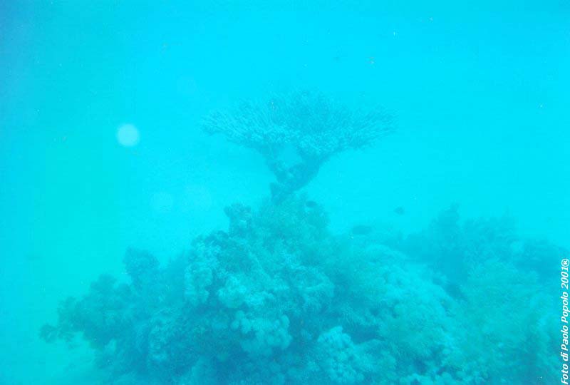 ras mohammed_SR_16.jpg