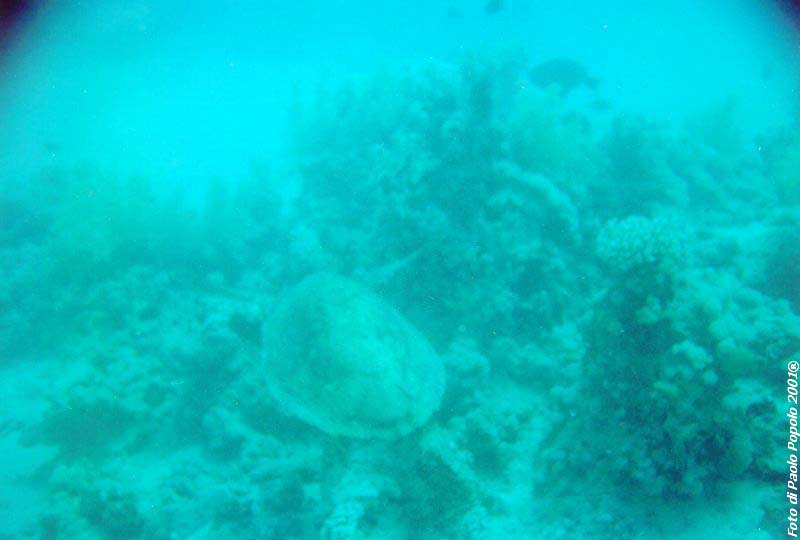 ras mohammed_SR_17.jpg