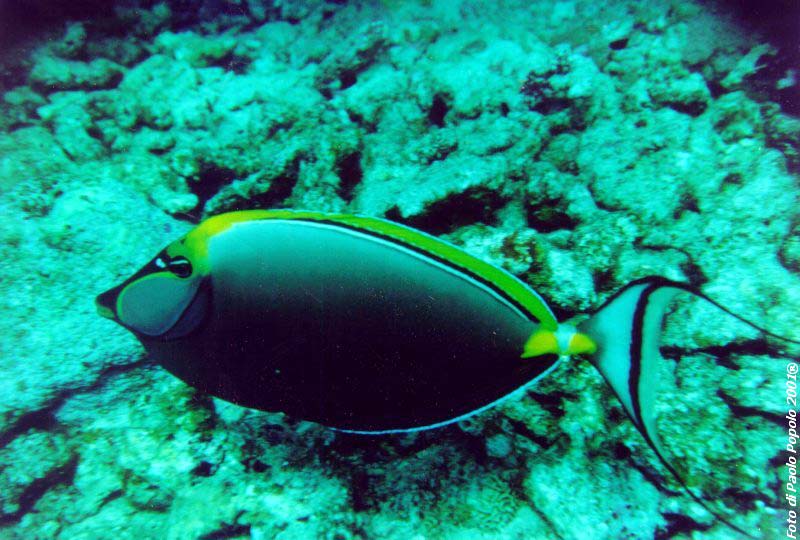 ras mohammed_SR_18.jpg