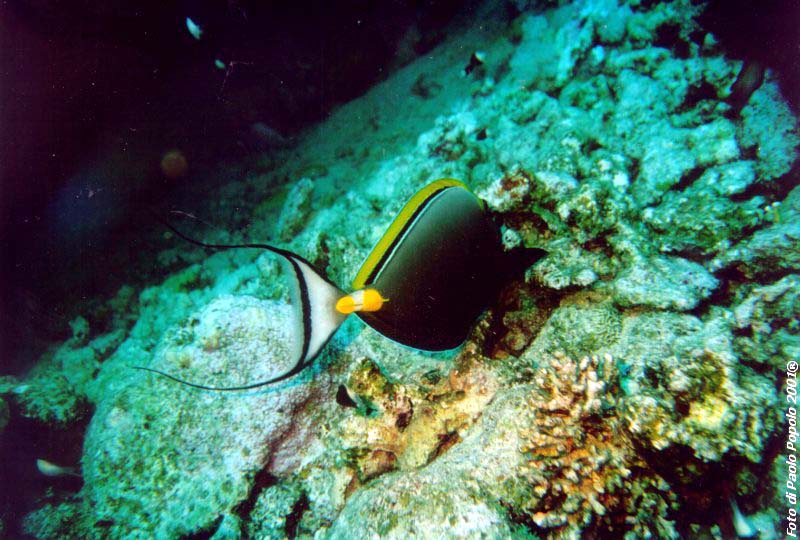 ras mohammed_SR_19.jpg