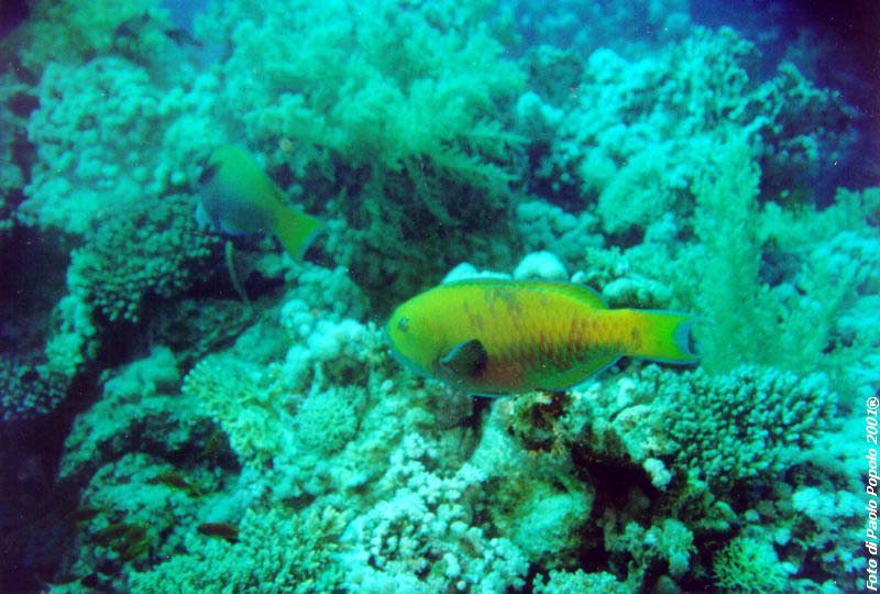 ras mohammed_SR_20.jpg