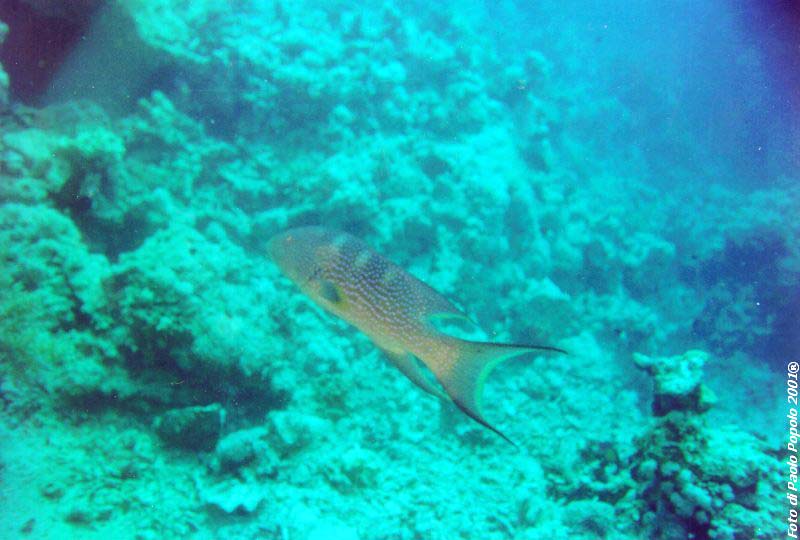 ras mohammed_SR_21.jpg