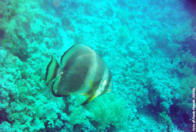 ras mohammed_SR_22.jpg