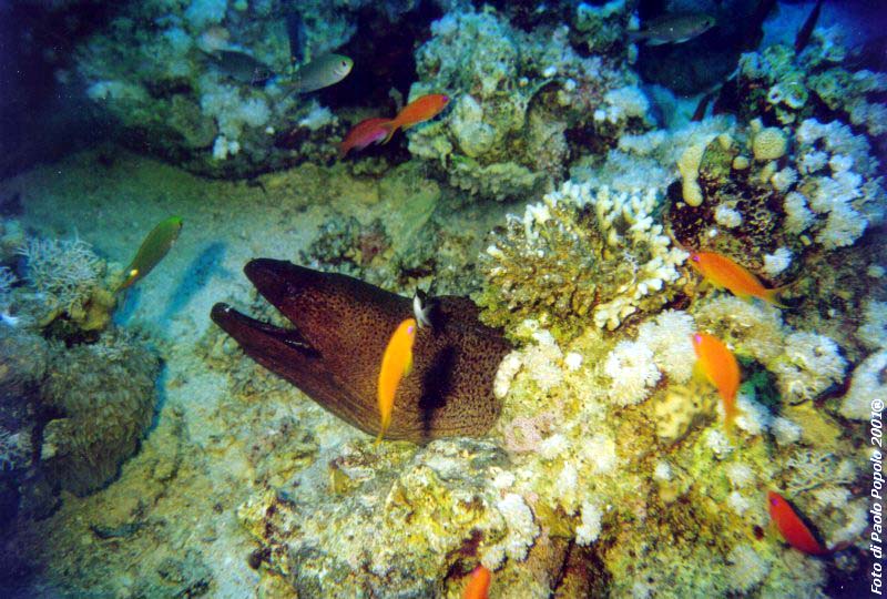 ras mohammed_SR_23.jpg