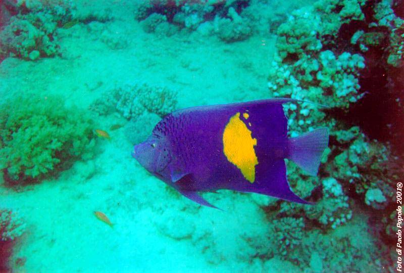 ras mohammed_SR_24.jpg