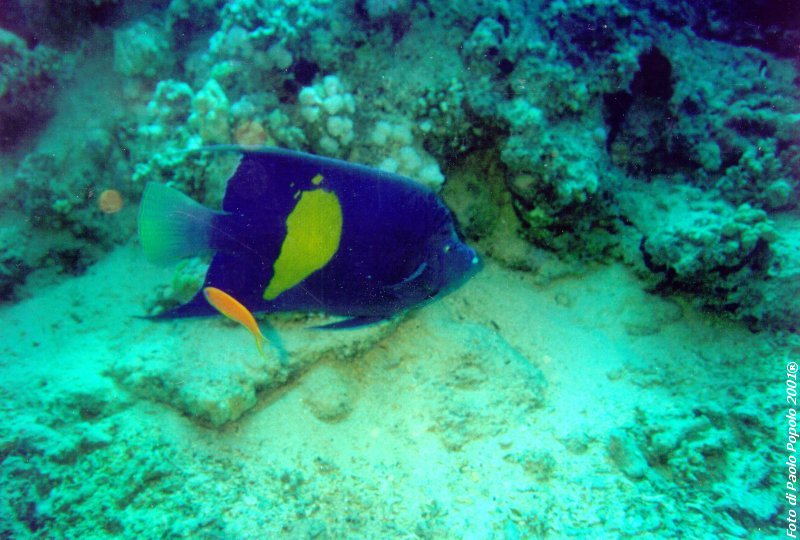 ras mohammed_SR_25.jpg