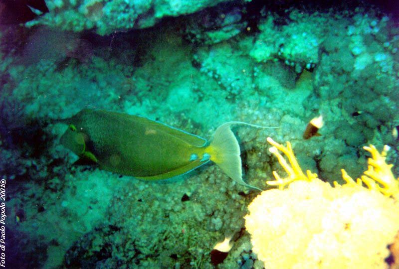 ras mohammed_SR_26.jpg