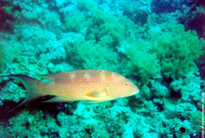 ras mohammed_SR_27.jpg