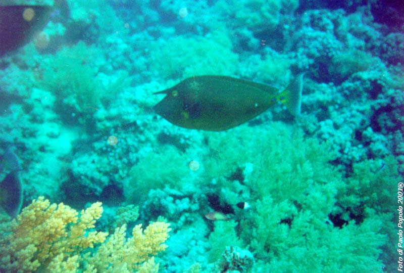 ras mohammed_SR_28.jpg