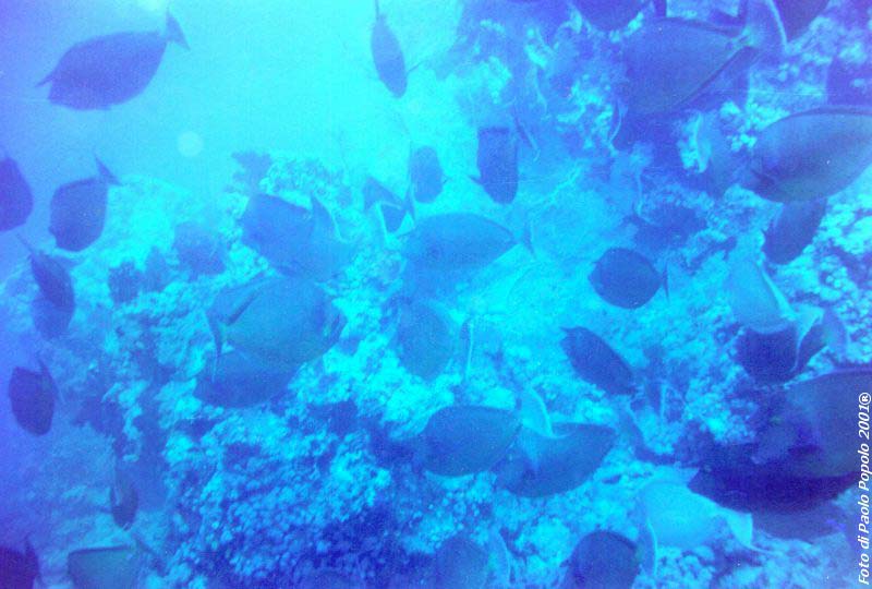 ras mohammed_SR_29.jpg