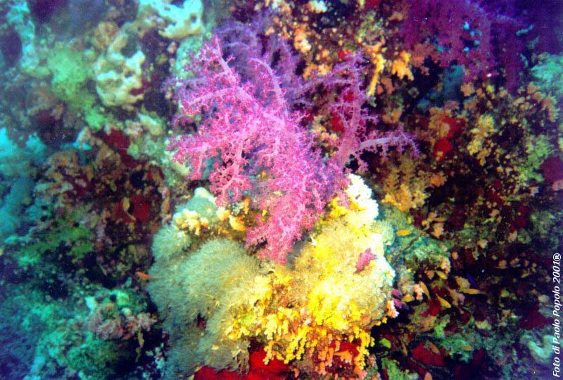 ras mohammed_SR_30.jpg