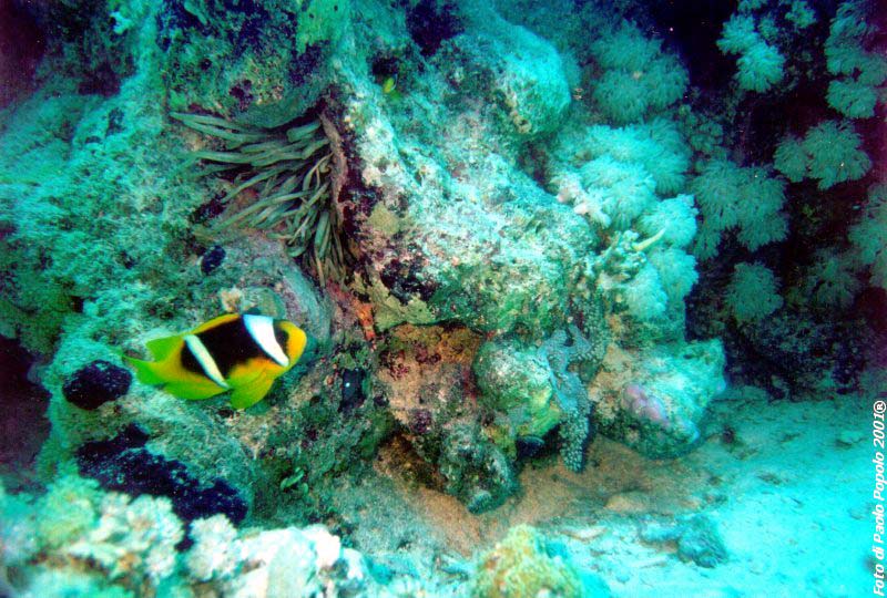 ras mohammed_SR_32.jpg